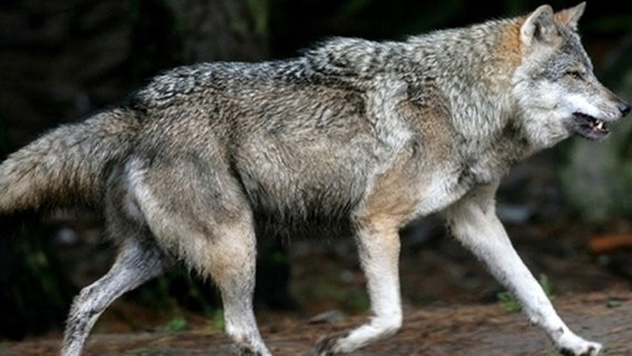 Man freut sich auf den Wolf..